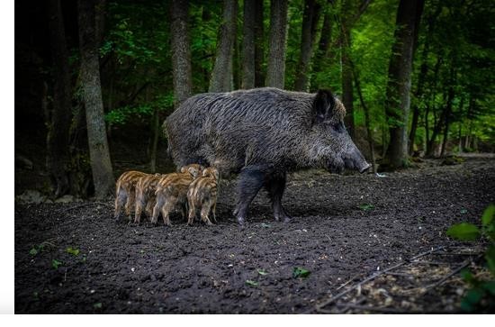 L’attribut alt de cette image est vide, son nom de fichier est chasse-3.jpg.